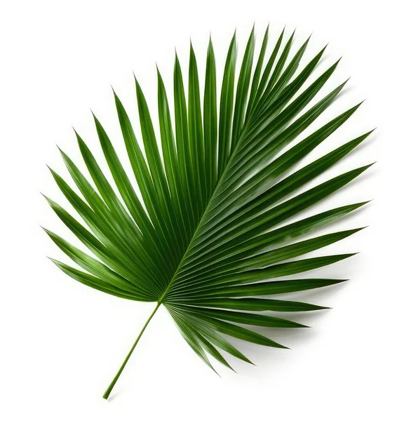 stock image Natural palm tree leaf isolated on White background