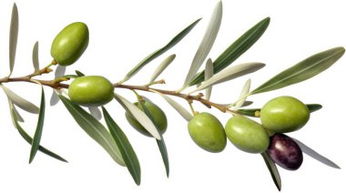 Üzerinde birkaç yeşil zeytin dalı olan taze zeytin dalı. Beyaz arka planda izole edilmiş. Üst manzara.