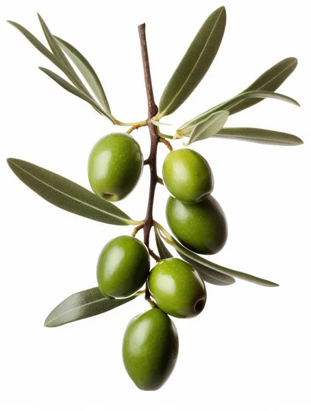 Frischer Olivenzweig Mit Mehreren Grünen Oliven Darauf Isoliert Auf Weißem — Stockfoto