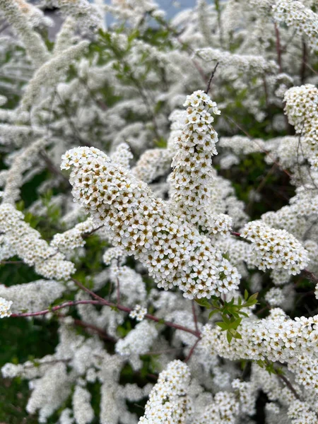 Spiraea Alpine Meadowsweet Spring Flower White Blossoming — Stock Photo, Image