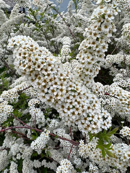 Spiraea Fleur Printemps Alpine Meadowsweet Floraison Blanche — Photo