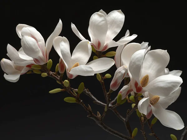 マグノリアの花の枝が閉じて マクロ写真 サイドビュー — ストック写真