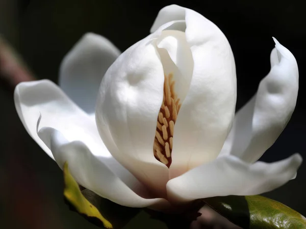 マグノリアの花が閉じて マクロ写真 サイドビュー — ストック写真