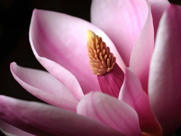 マグノリアの花が閉じて マクロ写真 サイドビュー — ストック写真