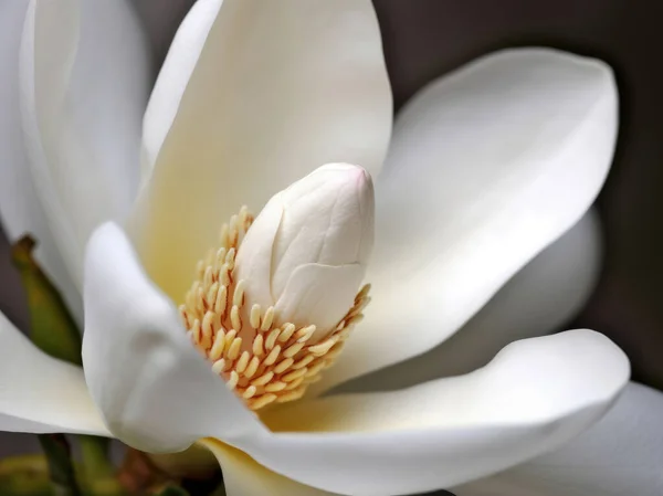 マグノリアの花が閉じて マクロ写真 サイドビュー ストック画像
