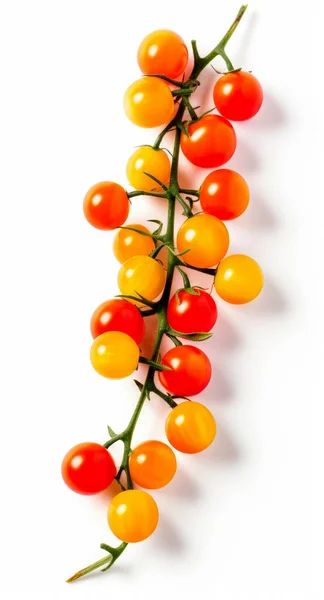 Rote Und Gelbe Kirschtomaten Auf Einem Zweig Isoliert Auf Weißem — Stockfoto