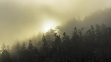 Orman ağaçlarının üzerinde sisli gün doğumu - zaman çizelgesi