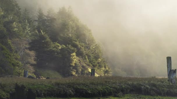 Старі Залишки Лісозаготівель Залишаються Поблизу Річки Коли Туман Входить Timelapse — стокове відео