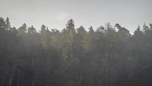 Nebel Und Wolken Die Außerhalb Einer Waldgrenze Entgegengesetzte Richtungen Wehen — Stockvideo