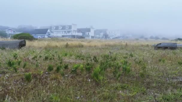 Küstenvegetation Weht Wind Wenn Nebel Aufzieht Zeitraffer — Stockvideo