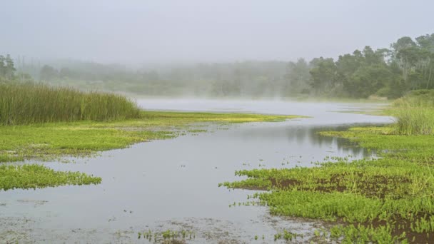 Ранковий Туман Піднімається Озера Оточений Зеленою Рослинністю Хронометраж — стокове відео