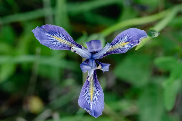 Iris Douglasiana, Douglas Iris, California yerlisi, doğrusal yapraklar ve krem ile rizyomatöz daimi koyu mor ve sarı işaretli açık mor çiçeklere. Yüksek kalite fotoğraf