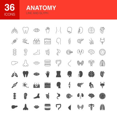 Anatomi Çizgisi Web Glyph Simgeleri. İnsan Vücut Organı Taslak ve Düz Sembollerinin Vektör ResmiComment.