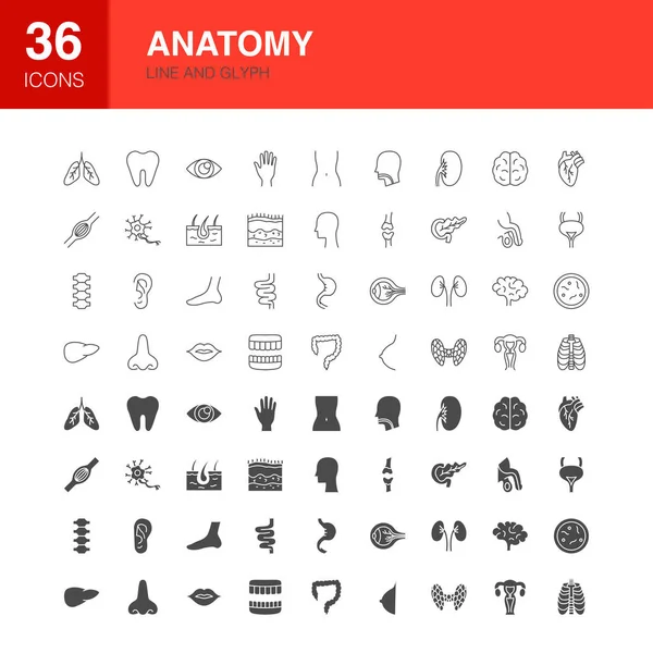 Anatomy Line Web Glyph Icons Векторная Иллюстрация Очертаний Органов Человека — стоковый вектор