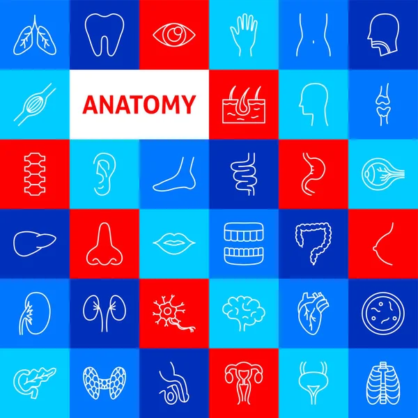 Иконы Анатомической Линии Векторная Тонкая Очертания Органов Человека — стоковый вектор