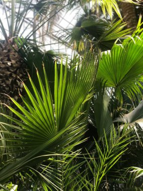 Palmiye Ağacı Yaprağı Serası. Fotoğraf: Romanya Cluj Napoca Doğa Bahçesi.