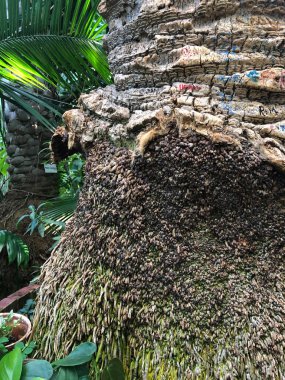 Palmiye Ağacı Gövdesi Serası. Fotoğraf: Romanya Cluj Napoca Doğa Bahçesi.