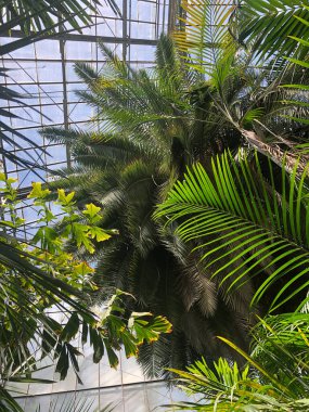 Palmiye ağacı sera çatısı. Fotoğraf: Romanya Cluj Napoca Doğa Bahçesi.