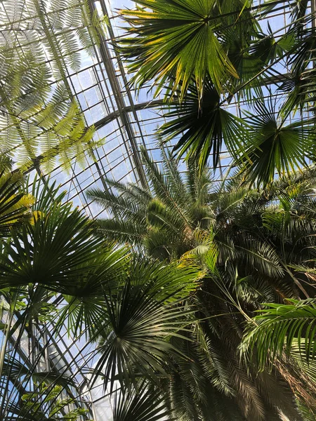 Palm Tree Greenhouse View Fotos Roménia Cluj Napoca Nature Jardim — Fotografia de Stock