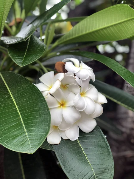 Beyaz Çiçekler Yeşil Yaprak Tayland Gezisinin Fotoğrafı Kültür Din — Stok fotoğraf