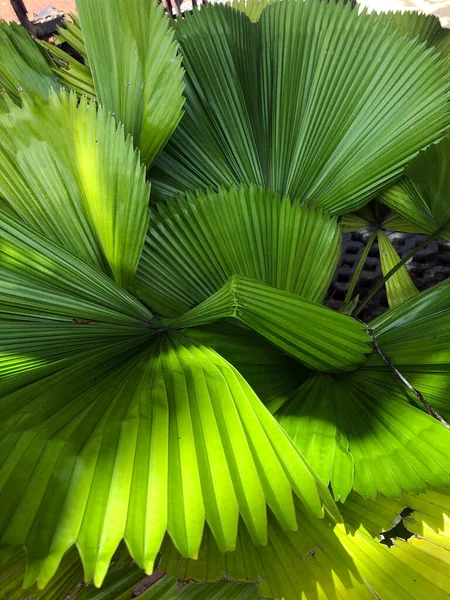 Green Leaves Tropical Foto Tailândia Trip Cultura Religião — Fotografia de Stock
