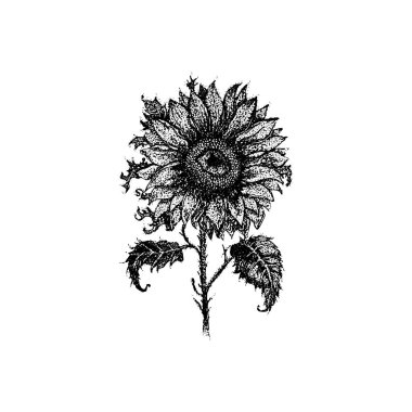 Ayçiçeği Nokta Çizim Vektörü. El çizimi çiçek resmi. Ukrayna 'nın sembolü. Yapraklı Doğal Bitki. Dövme Çizimi.