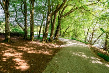 Sunlight going thru the trees on a footpath around Halandsvatnet lake, Stavanger, Norway, May 2018