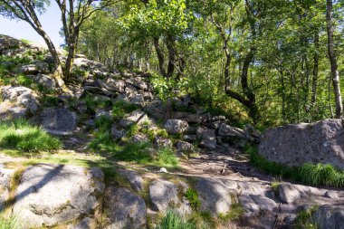 Kayalıklı ve Yeşil Ağaçlı Güneşli Orman Sahnesi Dalsnuten Dağı 'na İşaretli Yol, Sandnes, Norveç, Haziran 2018