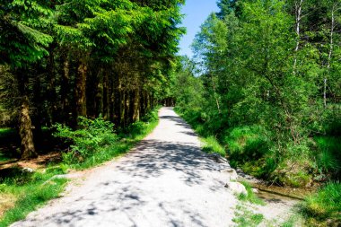 Dalsnuten Yürüyüş Patikası yakınlarındaki yemyeşil bir ormanda Çakıl Yolu, Sandnes, Norveç, Haziran 2018