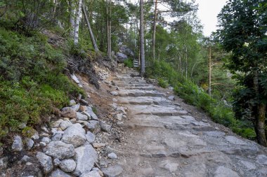 Yeşil Orman ile çevrili bir ormandaki taş yol, Preikestolen, Stavanger, Norveç 'e yürüyüş yolunun başlangıcında, Temmuz 2018