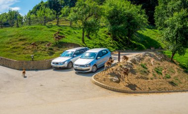 20 Haziran 2019 'da Jelenov Greben, Podcetrtek, Slovenya' da Otomobil ve Geyik Otlatma Otoparkı