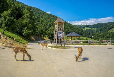 20 Haziran 2019 'da Slovenya' nın Podcetrtek kentinde, Jelenov Greben 'de Yeşil Tepe ve Yeşilliklerle çevrili bir Otomobil Parkında geyik otlatma