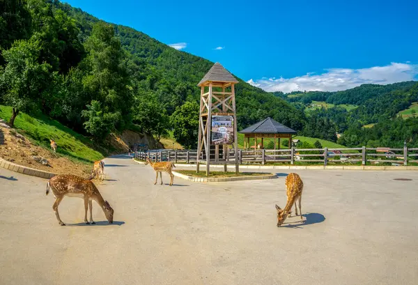20 Haziran 2019 'da Slovenya' nın Podcetrtek kentinde, Jelenov Greben 'de Yeşil Tepe ve Yeşilliklerle çevrili bir Otomobil Parkında geyik otlatma