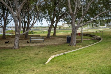 Okyanus Resifi Marina, Perth, Avustralya 'da 27 Mart 2020' de Mangal, Piknik ve Oyun Alanı 'nda İki Siyah Sosisli Köpeği Dolaşıyor