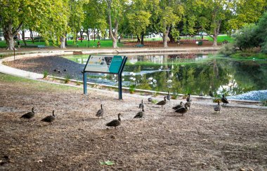 Hyde Park, Perth, Avustralya, 12 Nisan 2020 'de Bir Göl ve Ağaçlar Tarafından Ördekli Manzara