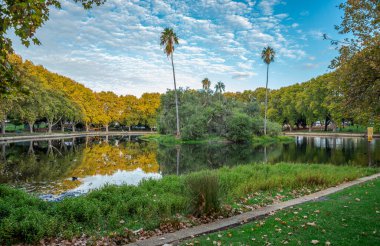 Küçük bir adada Büyük Palmiye Ağaçları ve Göl, Perth, Avustralya 'da Huzur Yansıması olan Hyde Park Manzarası, 12 Nisan 2020