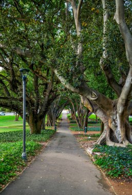 Sahne Yolu Görkemli Ağaçlar ve Yeşillik ile Sıralanmış Huzurlu Hyde Park Ayarları, Perth, Avustralya, 12 Nisan 2020