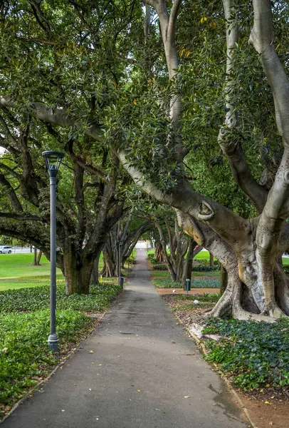 Sahne Yolu Görkemli Ağaçlar ve Yeşillik ile Sıralanmış Huzurlu Hyde Park Ayarları, Perth, Avustralya, 12 Nisan 2020