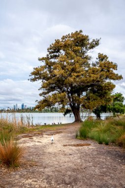 Lake Monger, Perth, Avustralya, 24 Nisan 2020 'de Uzun Sarı Yaprak Ağacı, Patika ve Su Kuşları ile Serene Lakeside Sahnesi