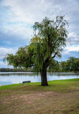 24 Nisan 2020 'de Monger Park, Avustralya' da Söğüt Ağacı ve Boş Benç ile Huzurlu Lakeside Kokusu