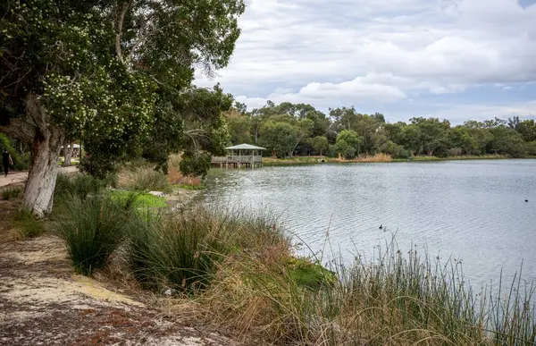 Ağaç, Çimen ve Huzurlu Lakeside Sahnesi ve 24 Nisan 2020 'de Monger Gölü, Perth, Avustralya' da Huzurlu Gözlem Verandası