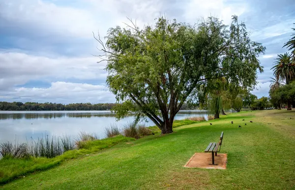 Huzurlu Lakeside Park Sahnesi Bir Benç, Büyük Ağaç, ve Lake Monger 'in Sakin Suyu, Perth, Avustralya, 24 Nisan 2020
