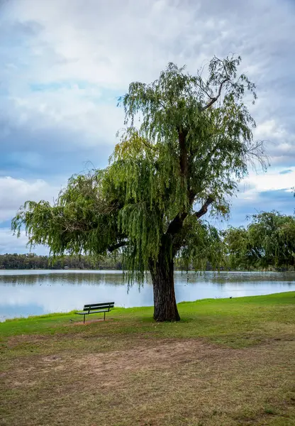 24 Nisan 2020 'de Monger Park, Avustralya' da Söğüt Ağacı ve Boş Benç ile Huzurlu Lakeside Kokusu