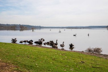 Joondalup Gölü kıyısında 27 Nisan 2020 'de Perth, Avustralya' da