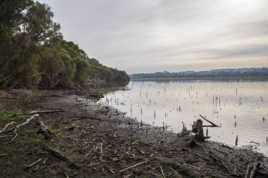 Huzurlu Joondalup Lakeside Sahnesi Yansımalar ve Yoğun Ağaç Sahil Hattı, Perth, Avustralya, 27 Nisan 2020