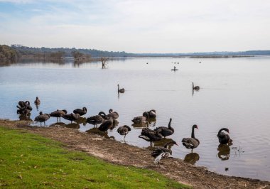 Joondalup Gölü Piknik Koyu, Perth, Avustralya 'da 27 Nisan 2020' de Serene Lakeside tarafından dinlenen bir grup Kara Kuğu.