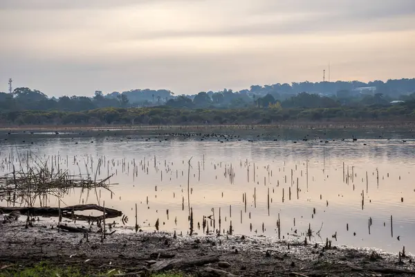 Sunset, Perth, Avustralya, 27 Nisan 2020 'de Yansıyan Gökyüzü ve Çimenlerle Serene Joondalup Gölü