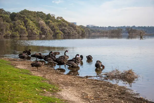 Piknik Kapağı Sahili 'nden Siyah Kuğu Grubu Joondalup Gölü, Avustralya, Perth, 27 Nisan 2020