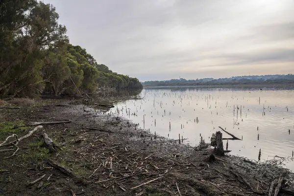 Huzurlu Joondalup Lakeside Sahnesi Yansımalar ve Yoğun Ağaç Sahil Hattı, Perth, Avustralya, 27 Nisan 2020