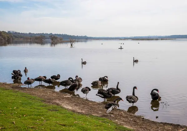 Joondalup Gölü Piknik Koyu, Perth, Avustralya 'da 27 Nisan 2020' de Serene Lakeside tarafından dinlenen bir grup Kara Kuğu.